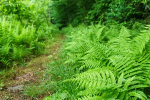 Ferns Along the River Loop Trail