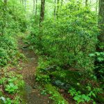 Lush Forest and Big Trees on the RIver Loop Trail