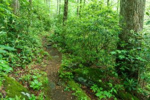 Lush Forest and Big Trees on the RIver Loop Trail