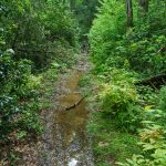 Mud Bog on the River Loop Trail