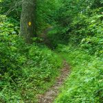 Old Logging Road on the RIver Loop Trail