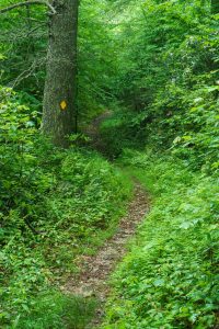 Old Logging Road on the RIver Loop Trail