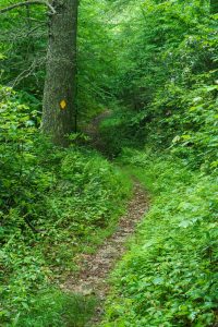 Old Logging Road on the RIver Loop Trail