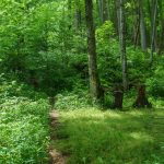 RIver Loop Trail at Campsite