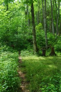 RIver Loop Trail at Campsite