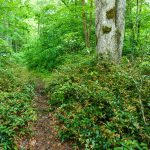 River Loop Trail at S. Toe River Road