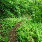 River Loop Trail Through Ferns