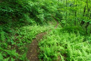 River Loop Trail Through Ferns