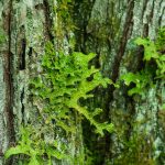 Tree Lungwort on the River Loop Trail