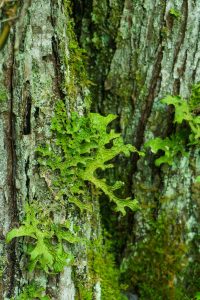 Tree Lungwort on the River Loop Trail