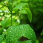 Rain on Tuliptree Leaves