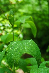 Rain on Tuliptree Leaves