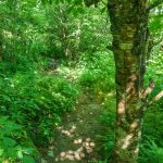Birch on the Art Loeb Spur Trail