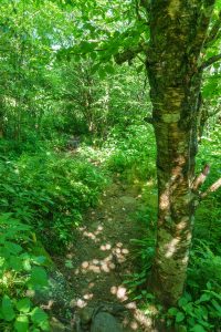 Birch on the Art Loeb Spur Trail