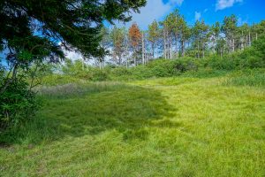 Clearing Beside the Ivestor Gap Trail