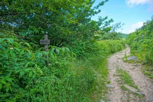 Ivestor Gap and Fork Mountain Trail Junction