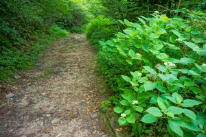 Hydrangea on the Ivestor Gap Trail