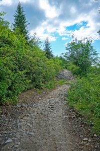 Smooth Stretch of Trail