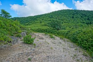 View of the Ridge From Ivestor Gap Trail