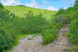 View of Tennennt Mountain From Ivestor Gap Trail