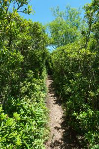 Art Loeb Trail near Shining Rock Gap