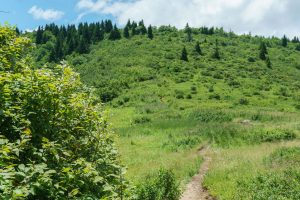 Flower Gap on the Art Loeb Trail