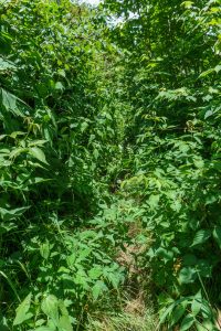 Overgrown Art Loeb Trail