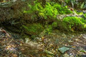 Spring Beside the Art Loeb Trail