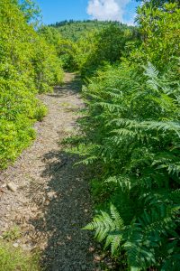 Ferns Along Ivestor Gap Trail