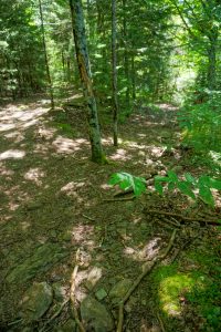 Ivestor Gap Trail at Little East Fork Junction