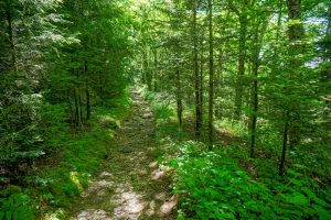 Ivestor Gap Trail Near Shining Rock Gap