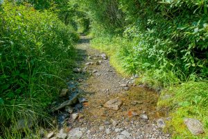 Small Stream Crossing on the Ivestor Gap Trail