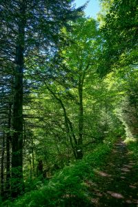 Spruce Forest on the Ivestor Gap Trail