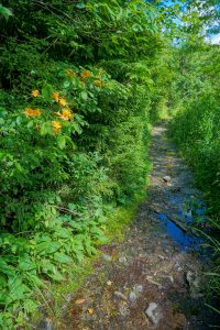 Flame Azalea and Wet Section of Ivestor Gap Trail