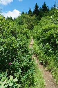 Old Butt Knob Trail