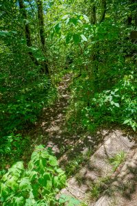 Top of Shining Creek Trail