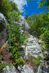 Climbing Shining Rock