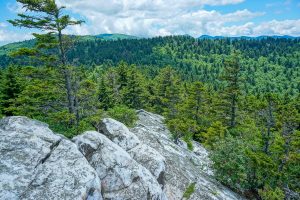 View of Black Balsam