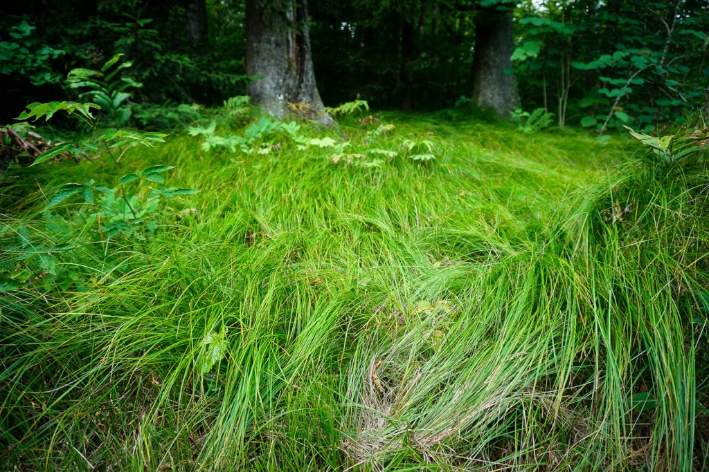 Sedges Under Spruces