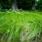 Sedges Under Spruces