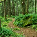 Lush Green Ferns and Moss