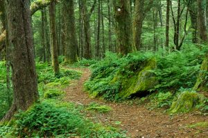 Lush Green Ferns and Moss