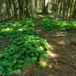 Colony of Bluebead Lily