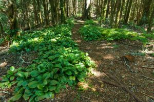 Colony of Bluebead Lily