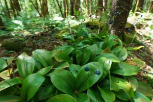 Bluebead Lily