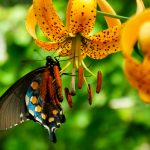 Butterfly on Turks Cap Lily