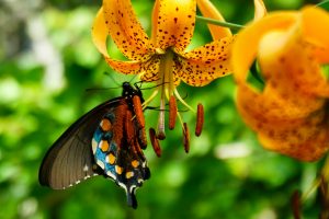 Butterfly on Turks Cap Lily