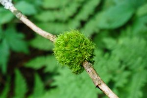 Clump of Moss