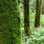 Moss on Fraser Fir on Blackstock Knob