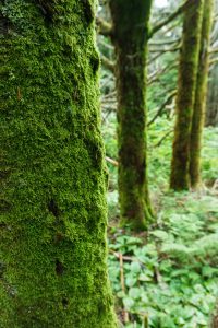 Moss on Fraser Fir on Blackstock Knob